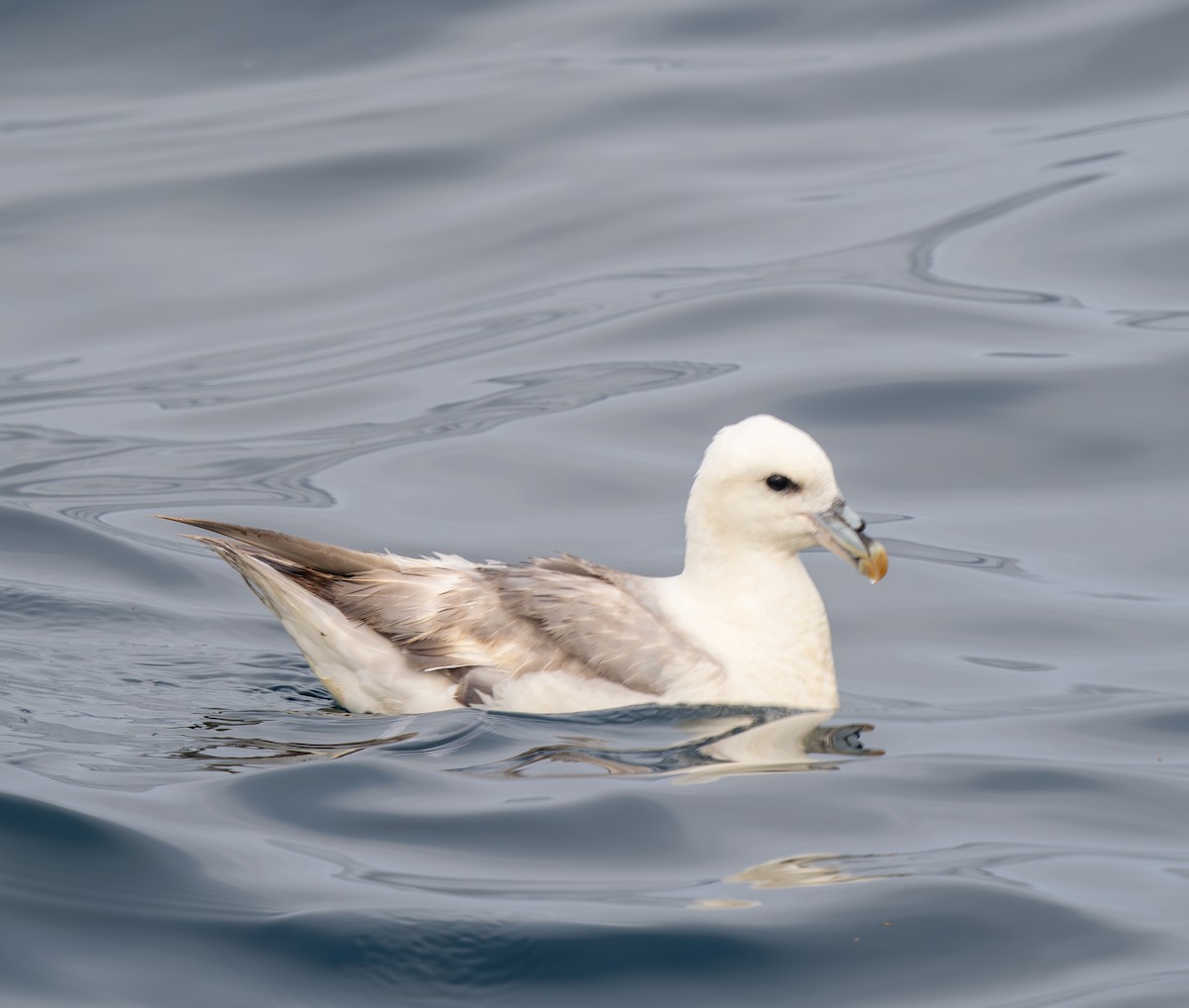 Northern Fulmar - ML640150756
