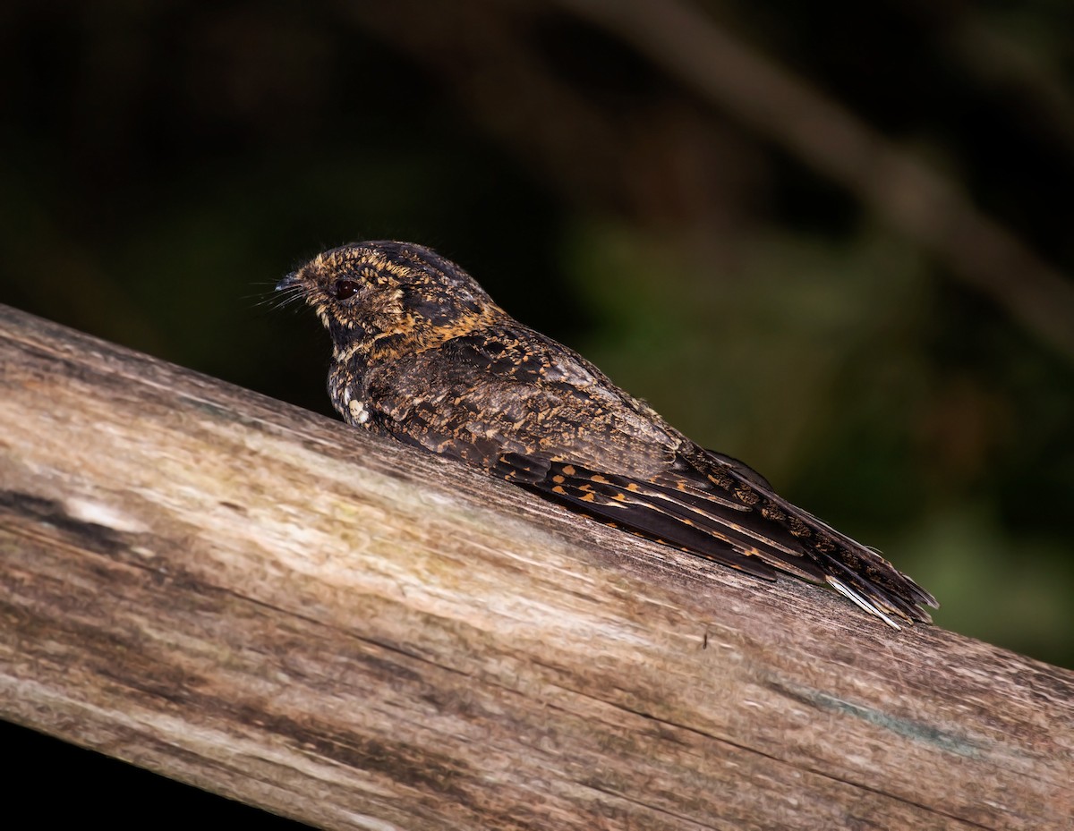 Silky-tailed Nightjar - ML640150781