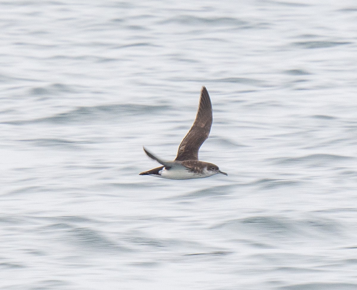 Manx Shearwater - ML640150785