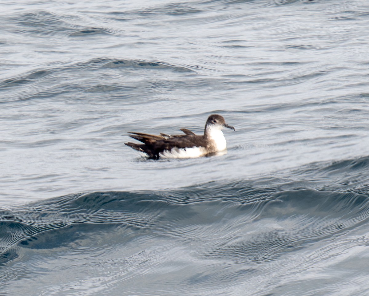 Manx Shearwater - ML640150786