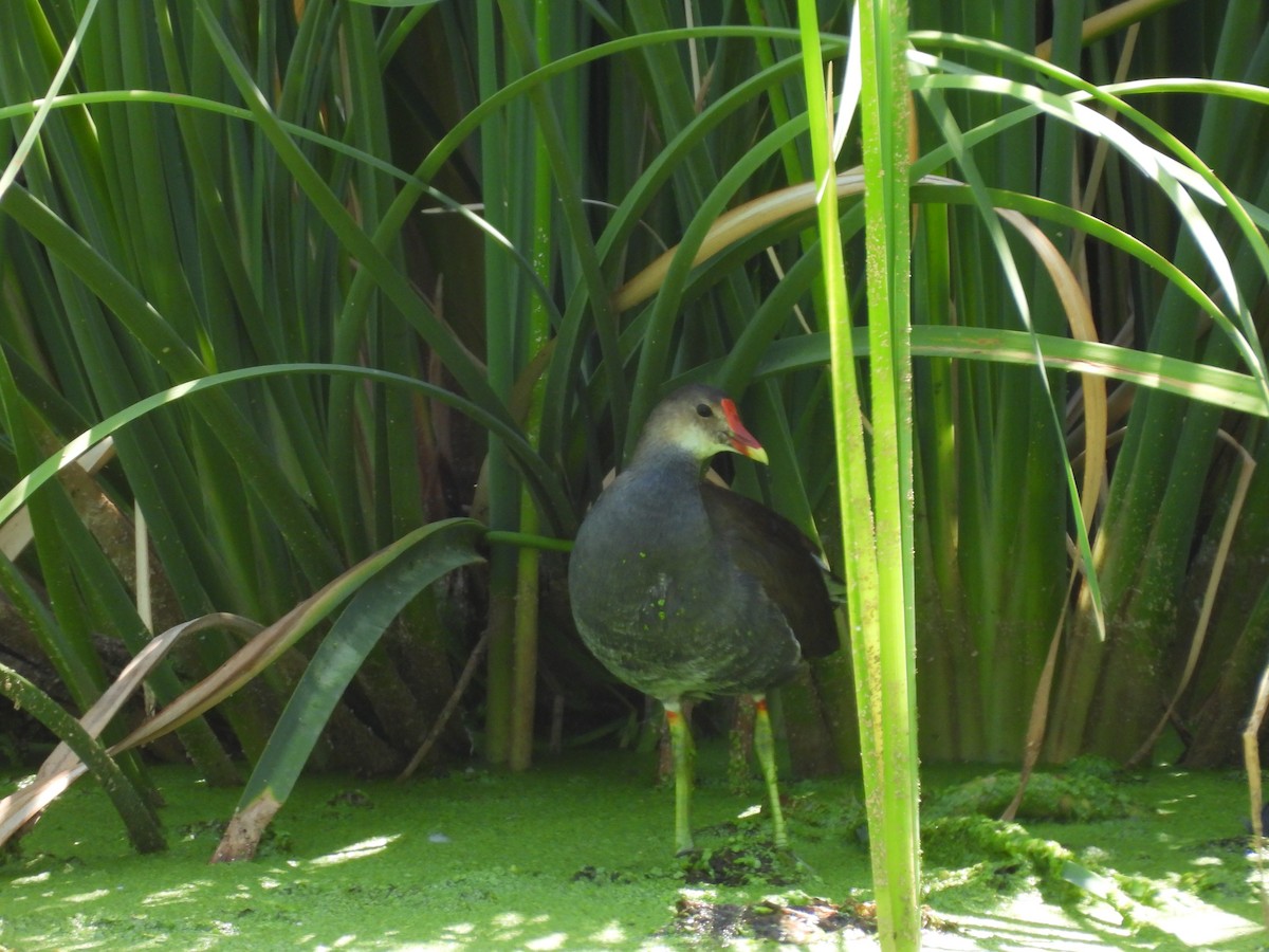 Common Gallinule - ML640150851