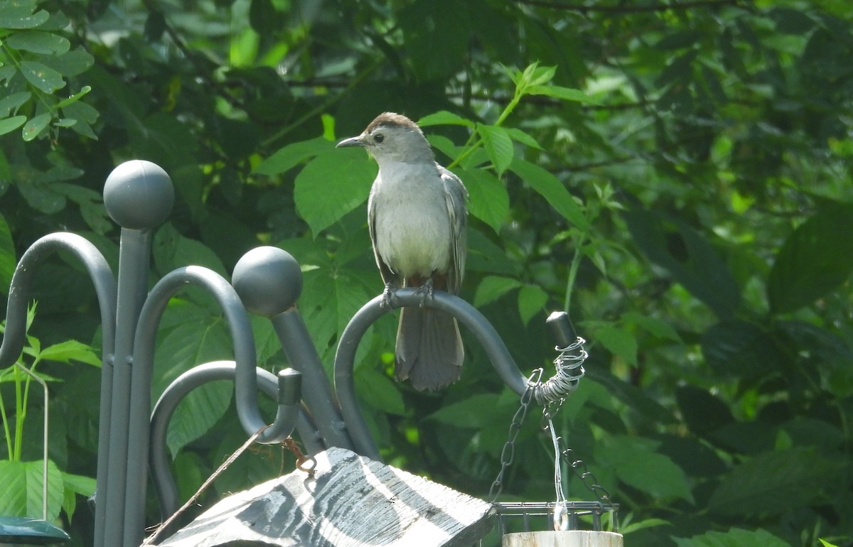 Gray Catbird - ML640150852
