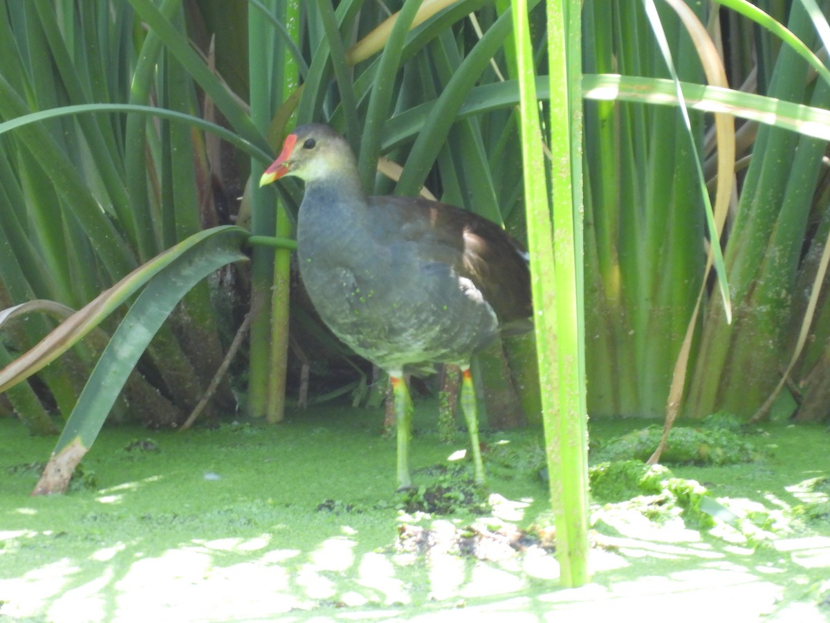 Common Gallinule - ML640150866