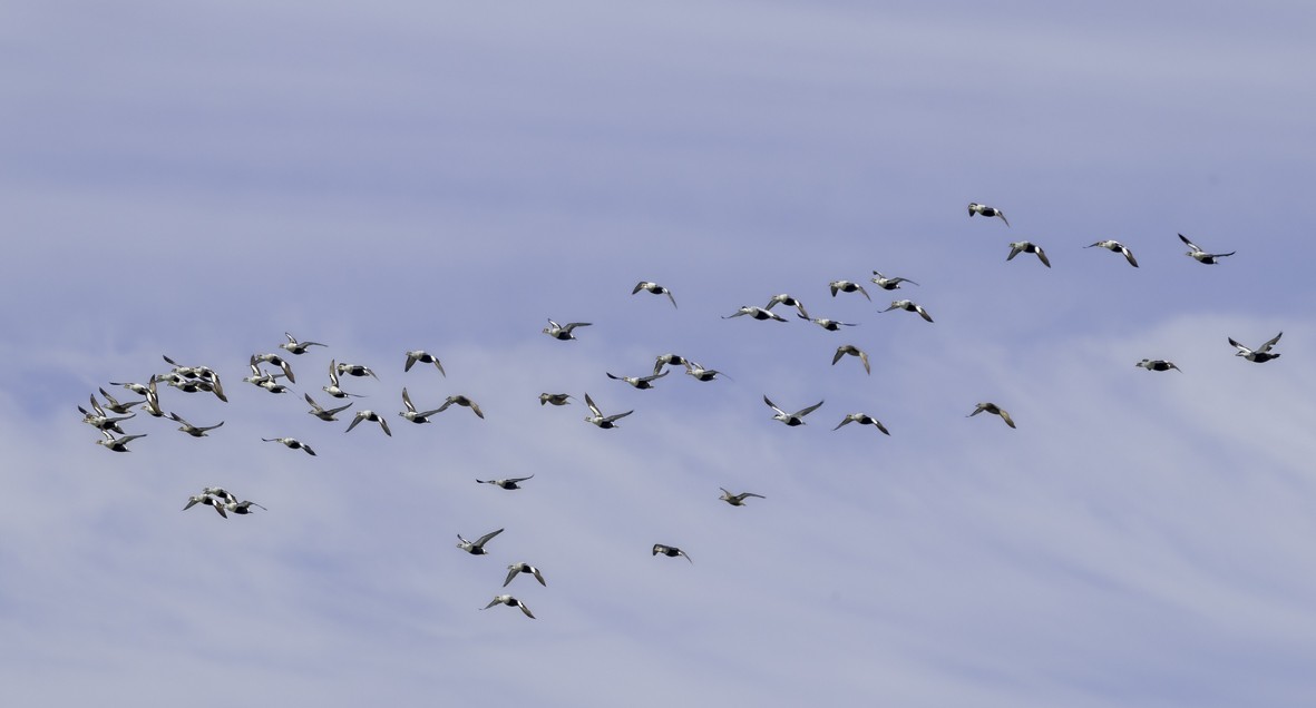 King Eider - ML640150894