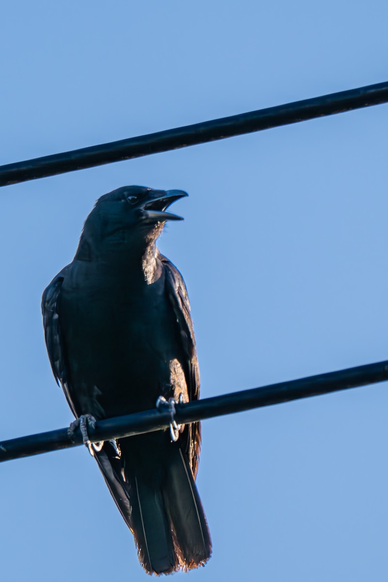Fish Crow - ML640150943