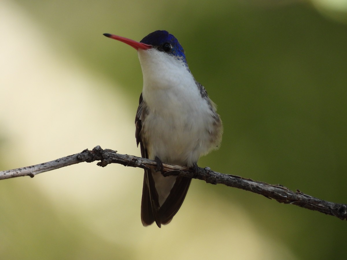 Violet-crowned Hummingbird - ML640150958