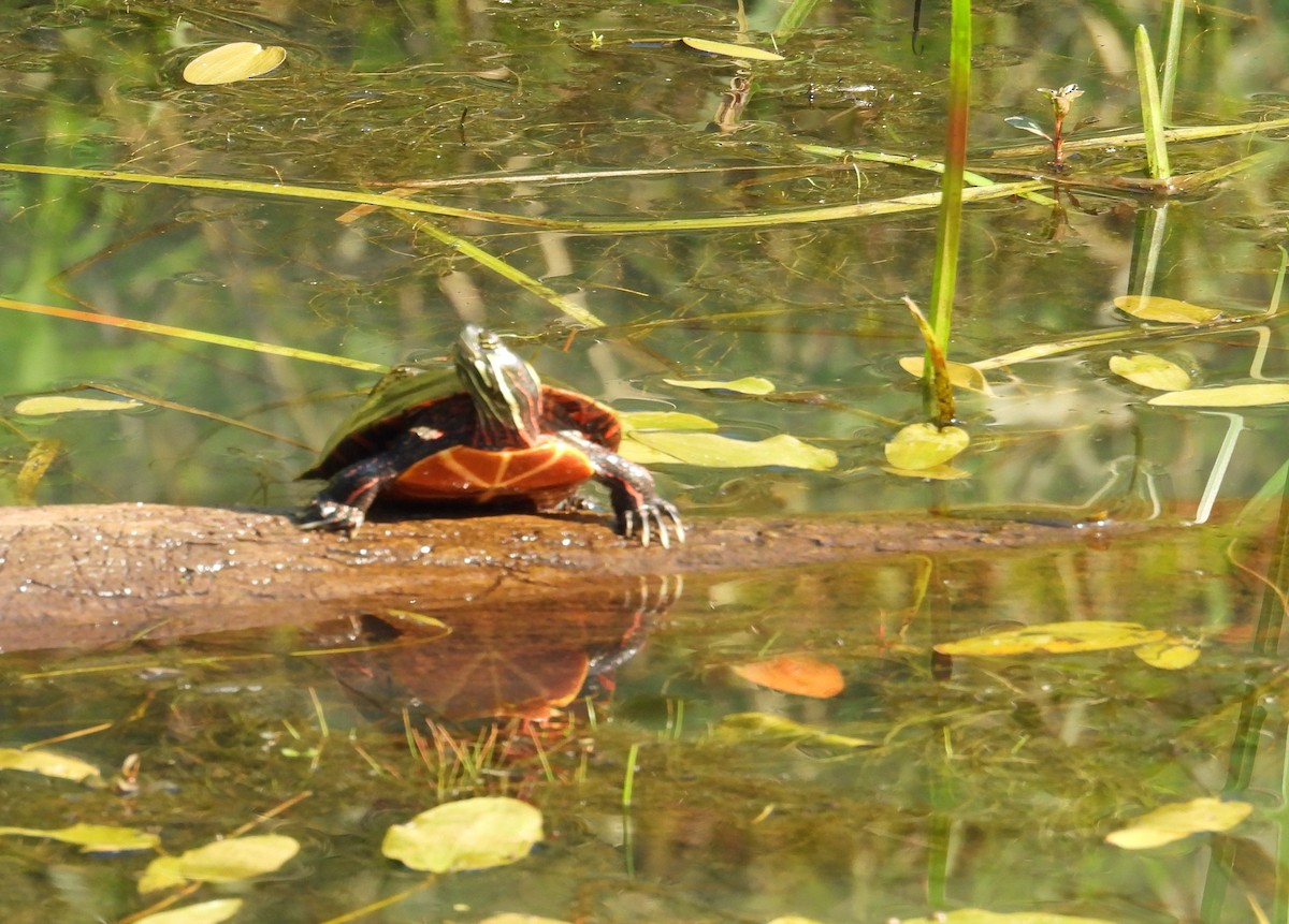 Painted Turtle - ML640151003