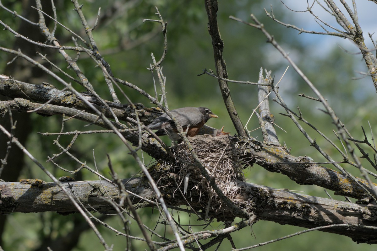 Zozo papargorria - ML640151116