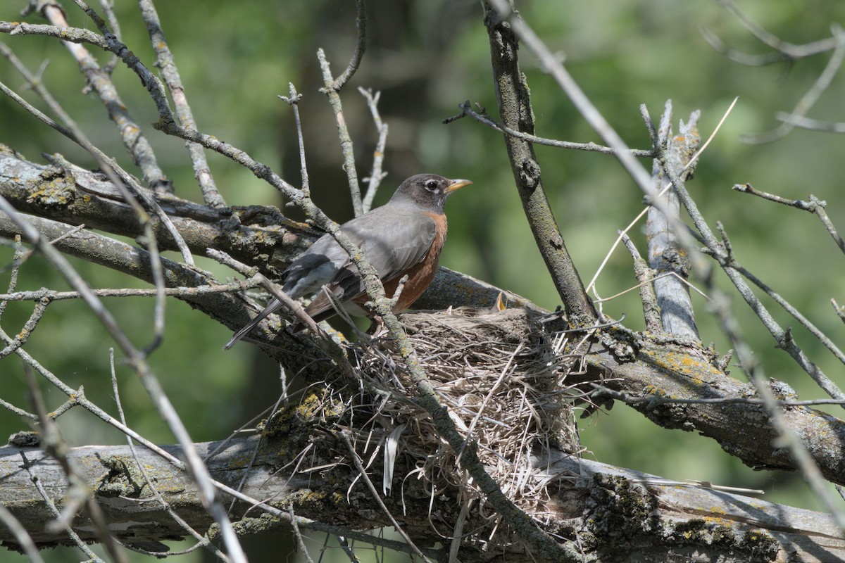 Zozo papargorria - ML640151117