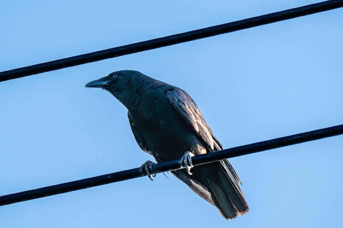 Fish Crow - ML640151119