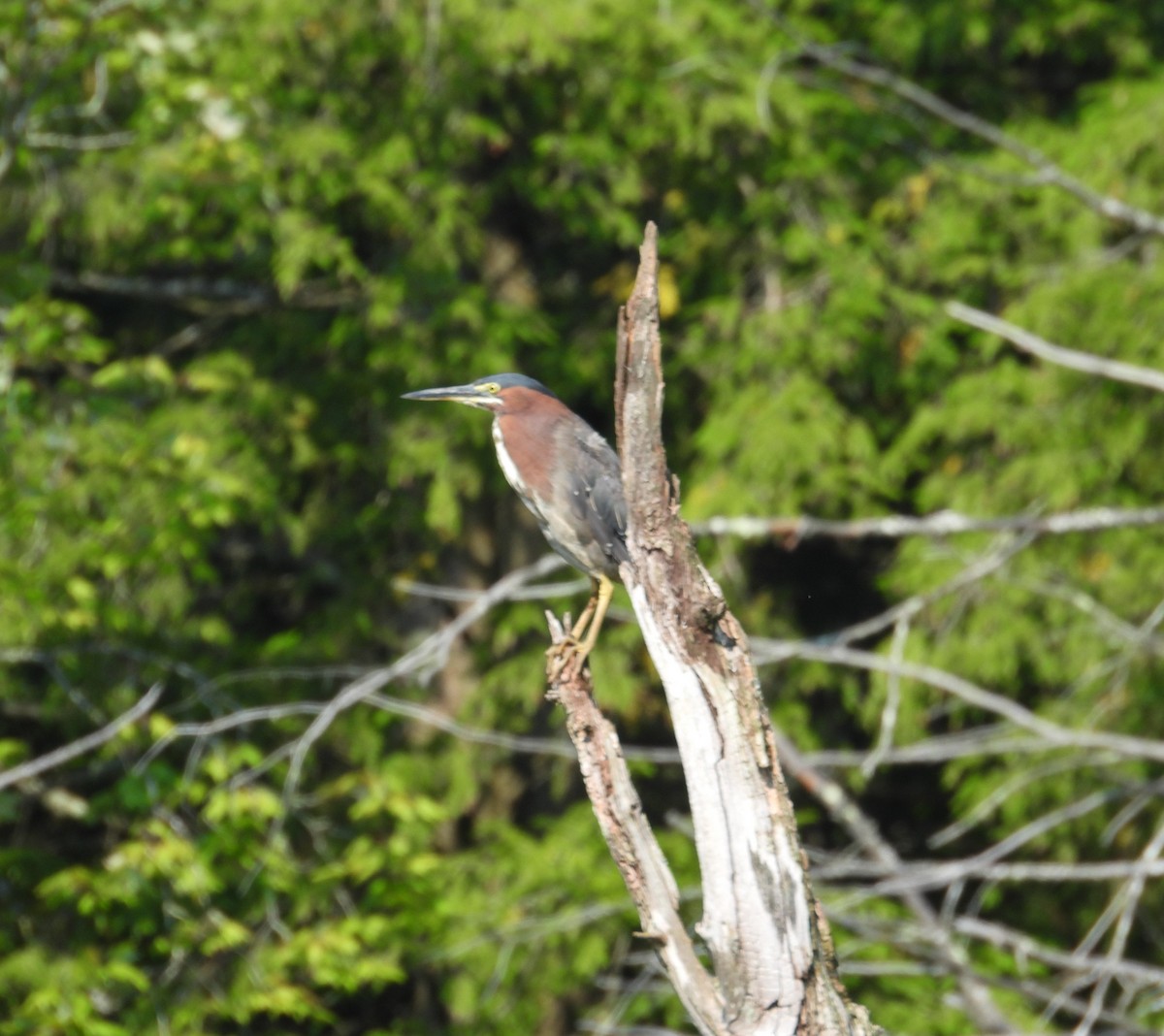 Green Heron - ML640151141