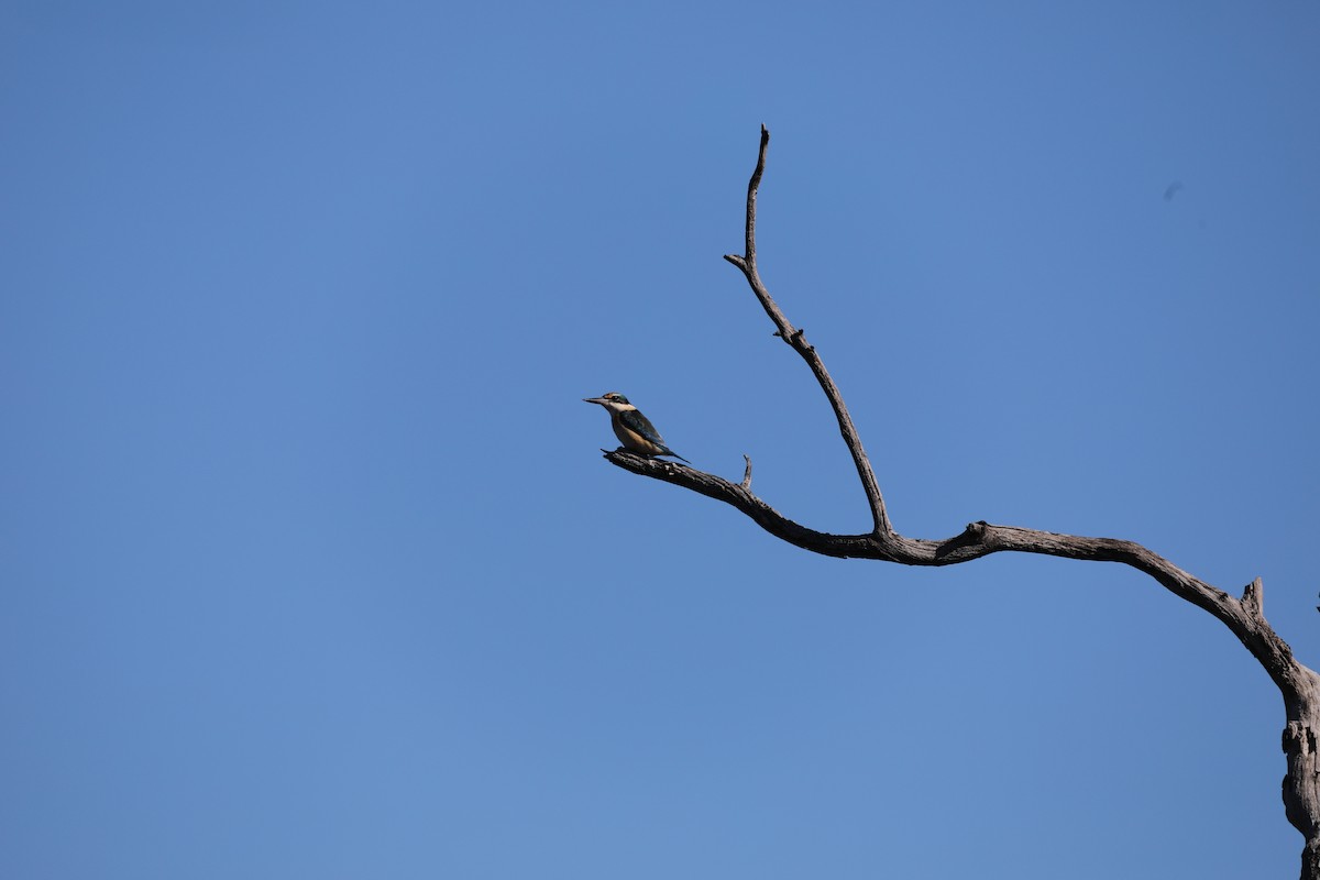Sacred Kingfisher - ML640151175