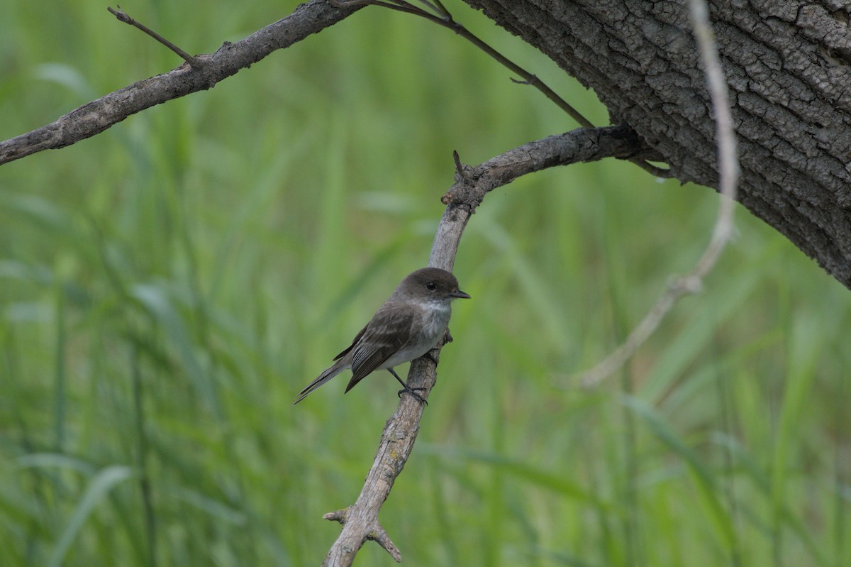 Eastern Phoebe - ML640151178