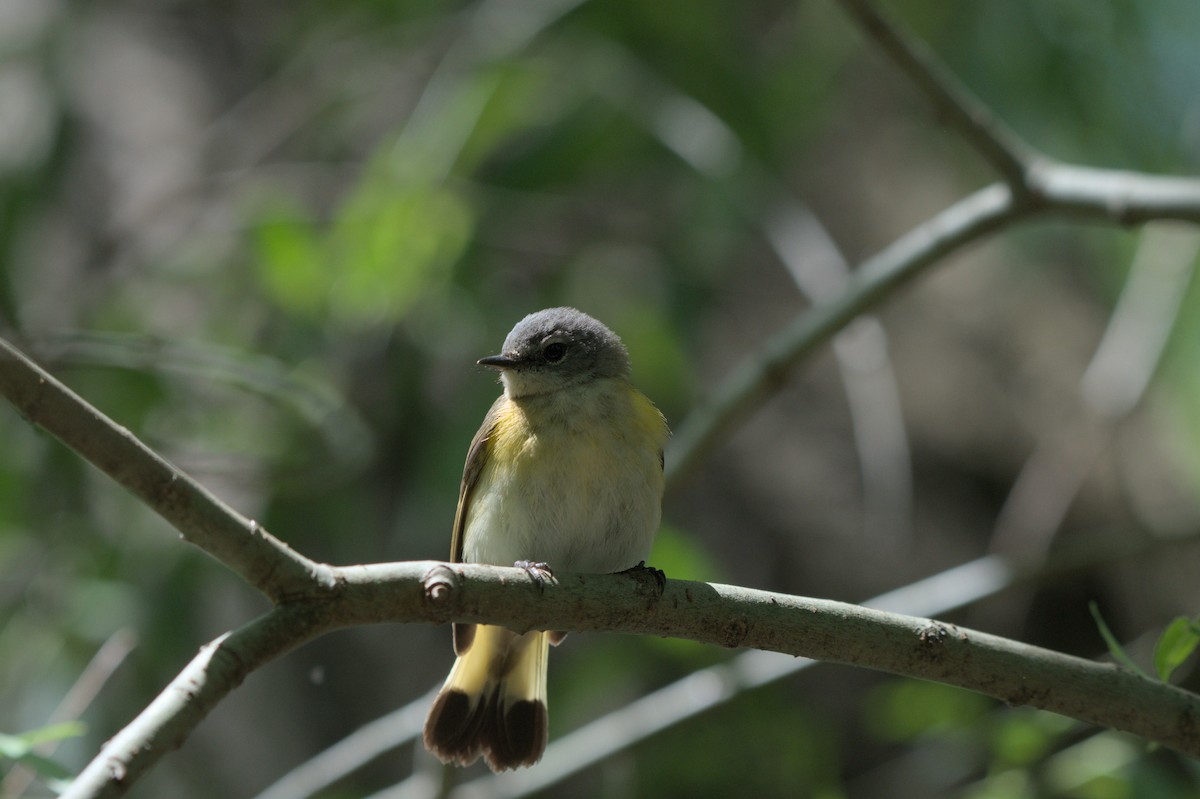 American Redstart - ML640151185