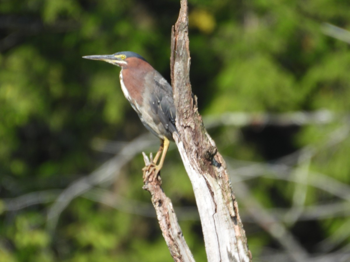 Green Heron - ML640151193