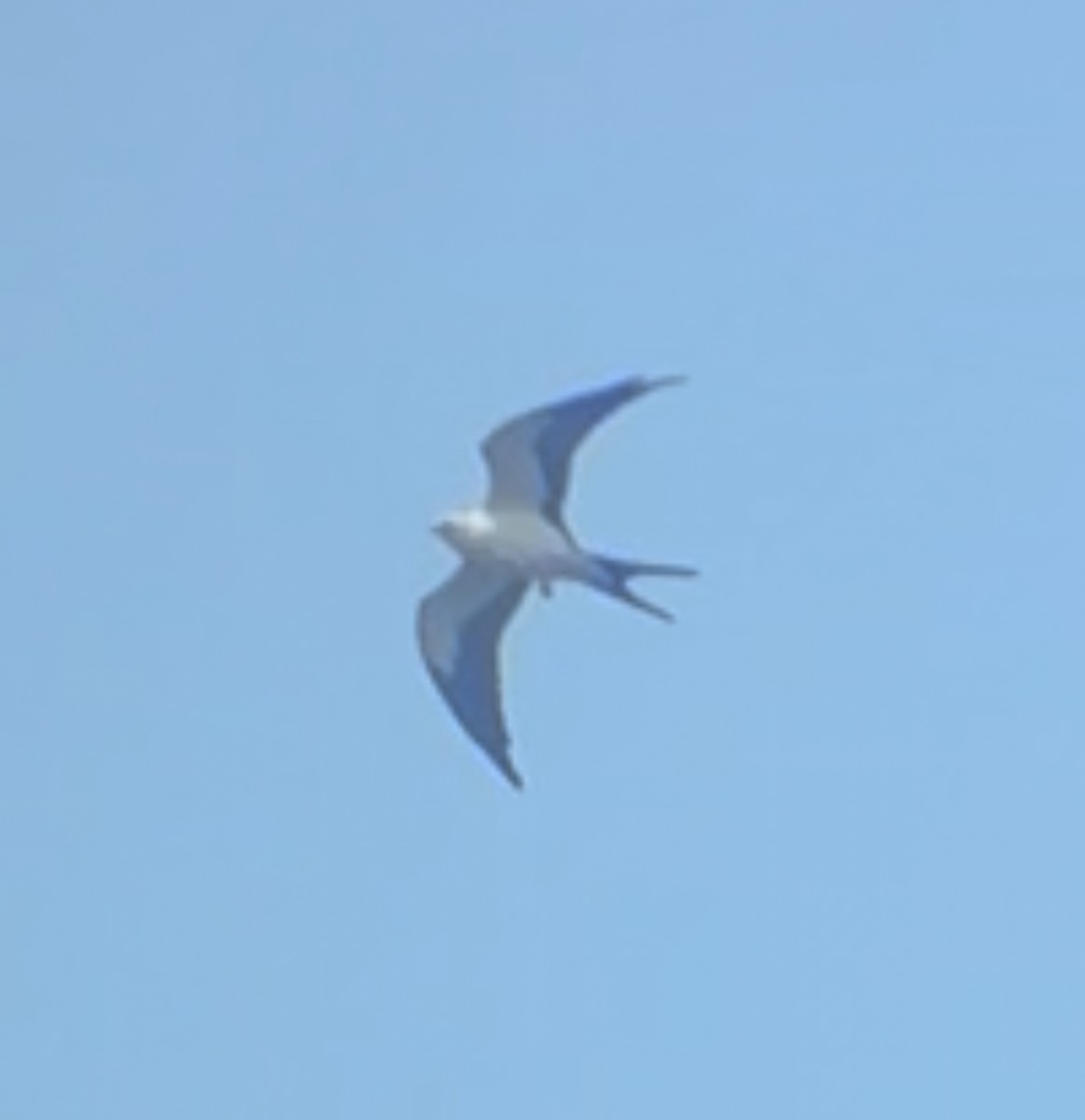 Swallow-tailed Kite - ML640151199