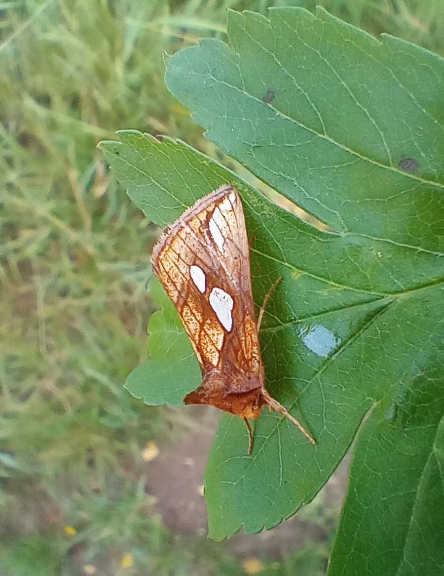 Gold Spot - ML640151206