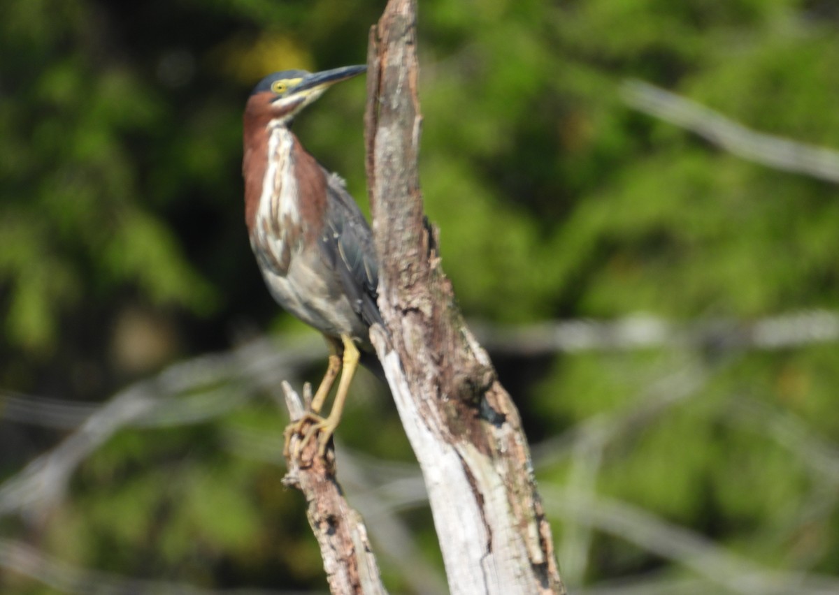Green Heron - ML640151249