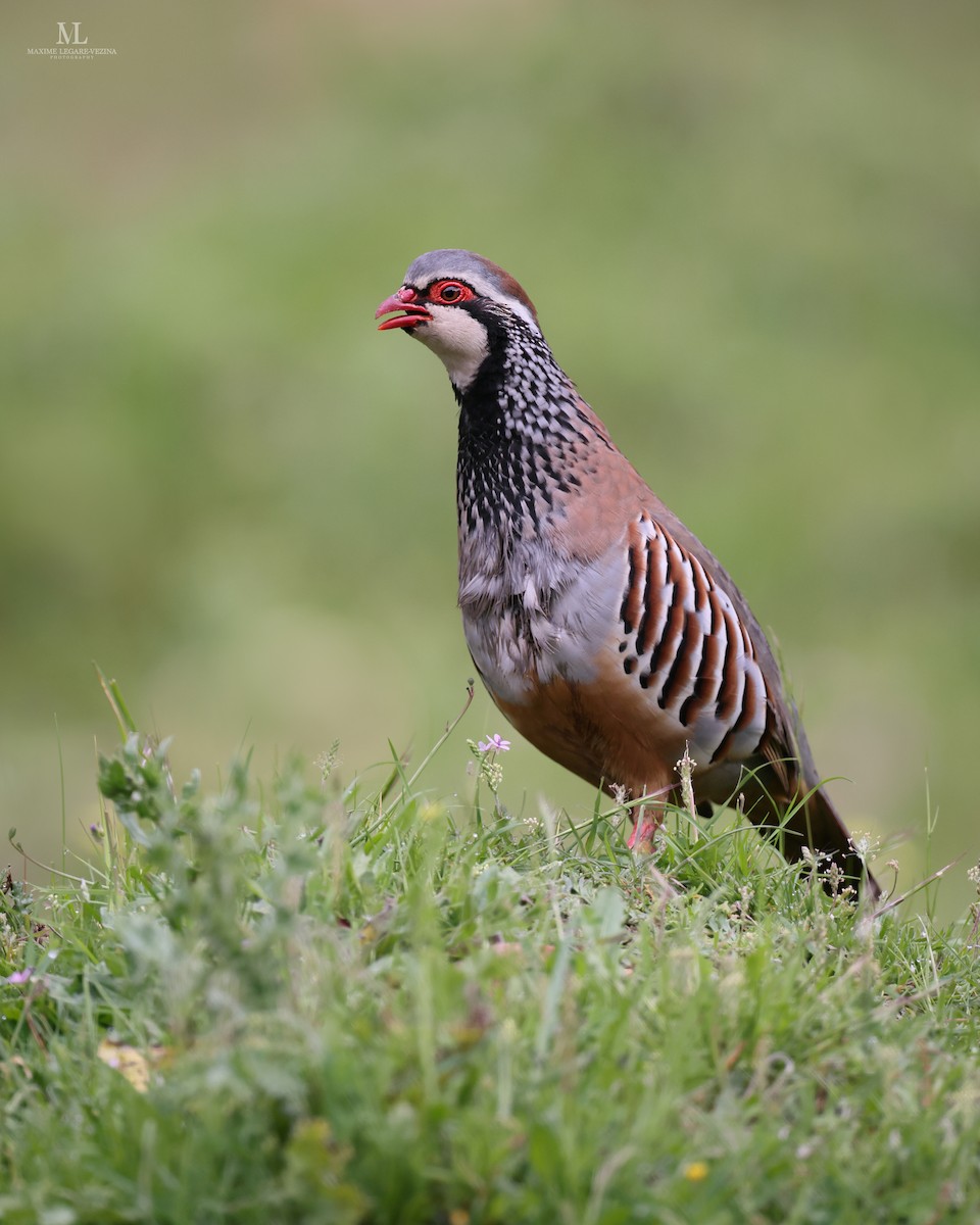 Red-legged Partridge - ML640151270