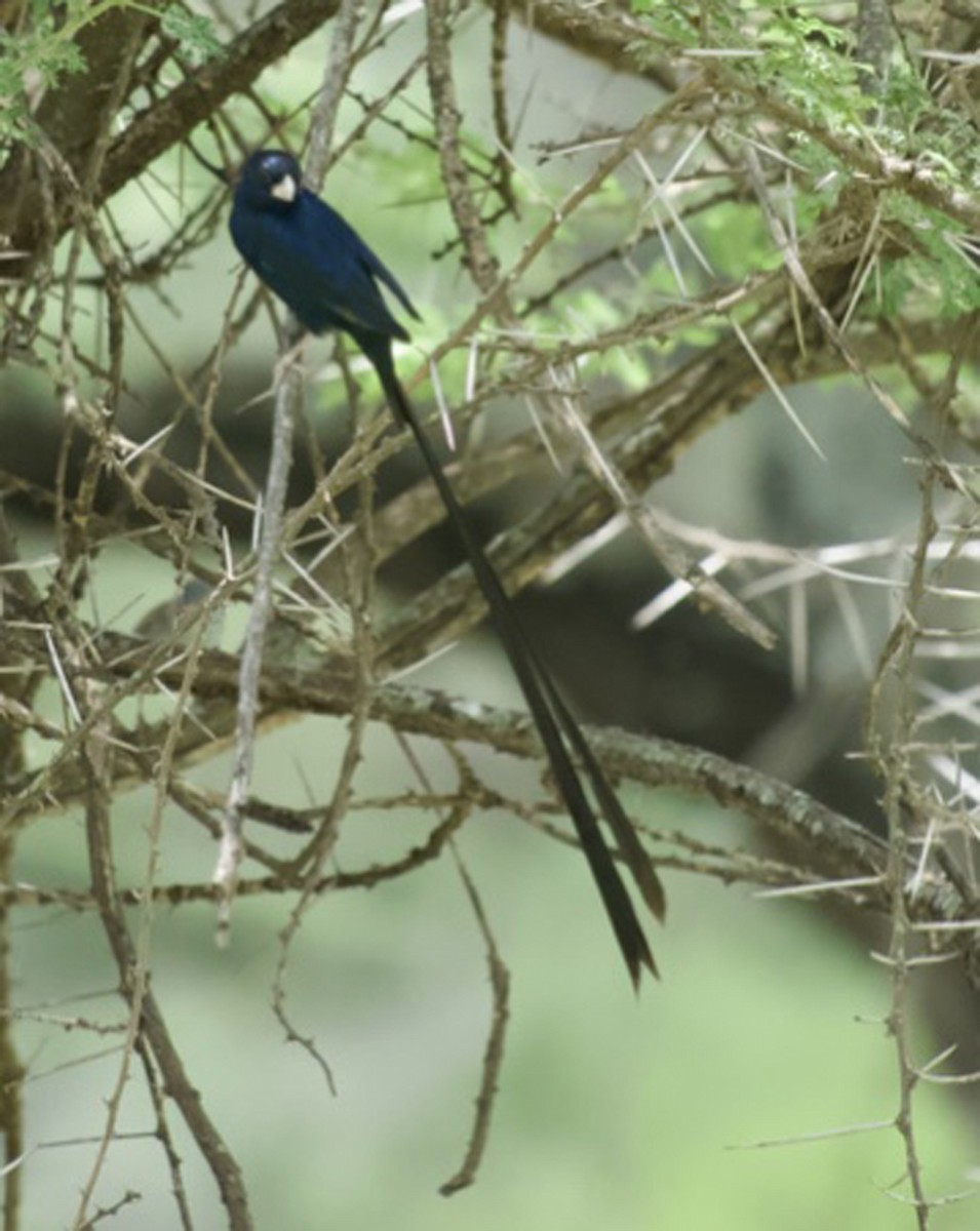 Steel-blue Whydah - ML640151319