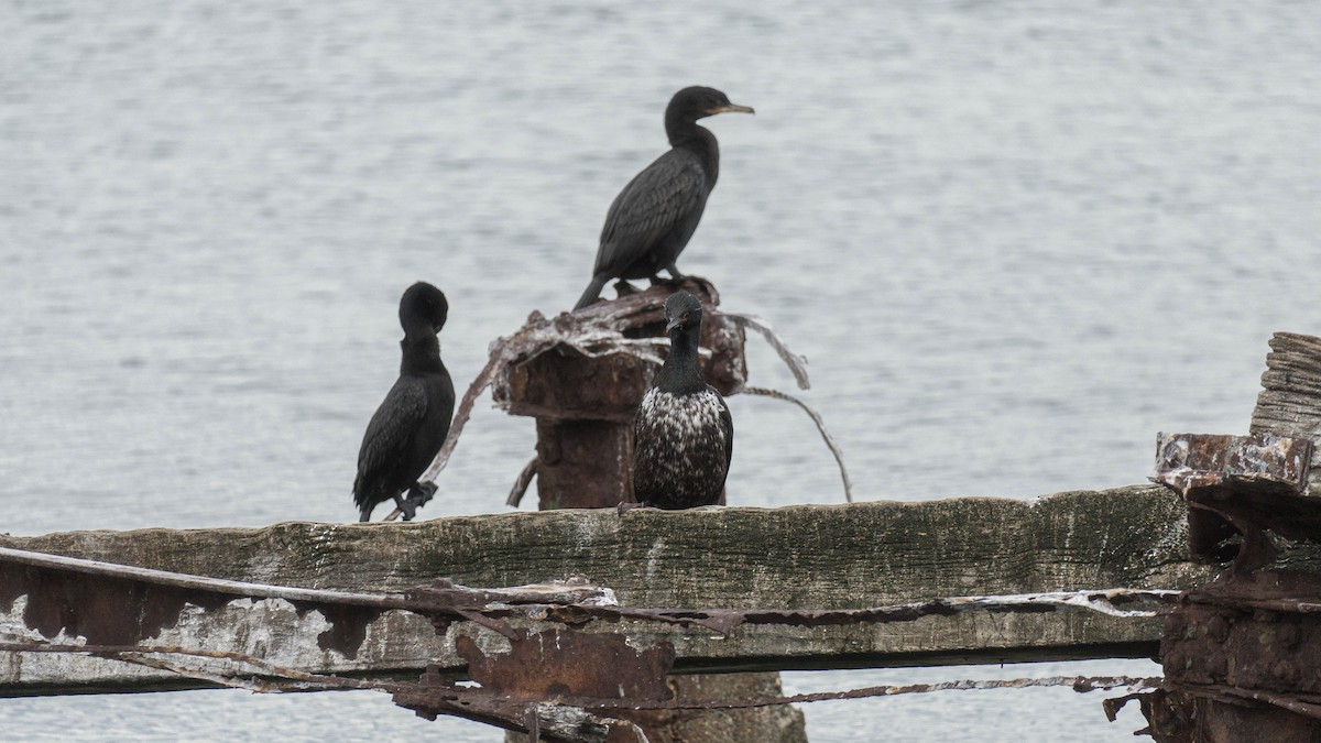 Magellanic Cormorant - ML640151330