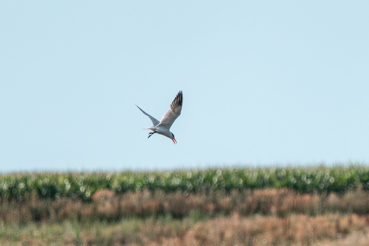 Caspian Tern - ML640151396