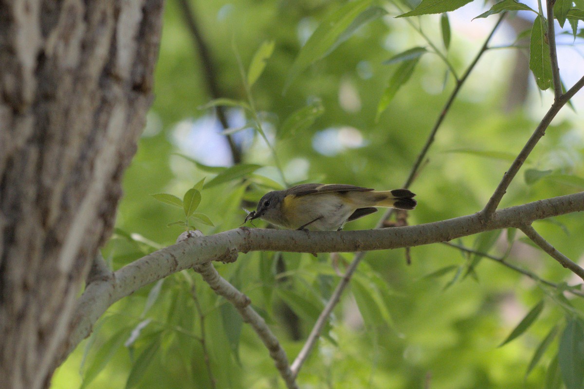 American Redstart - ML640151401