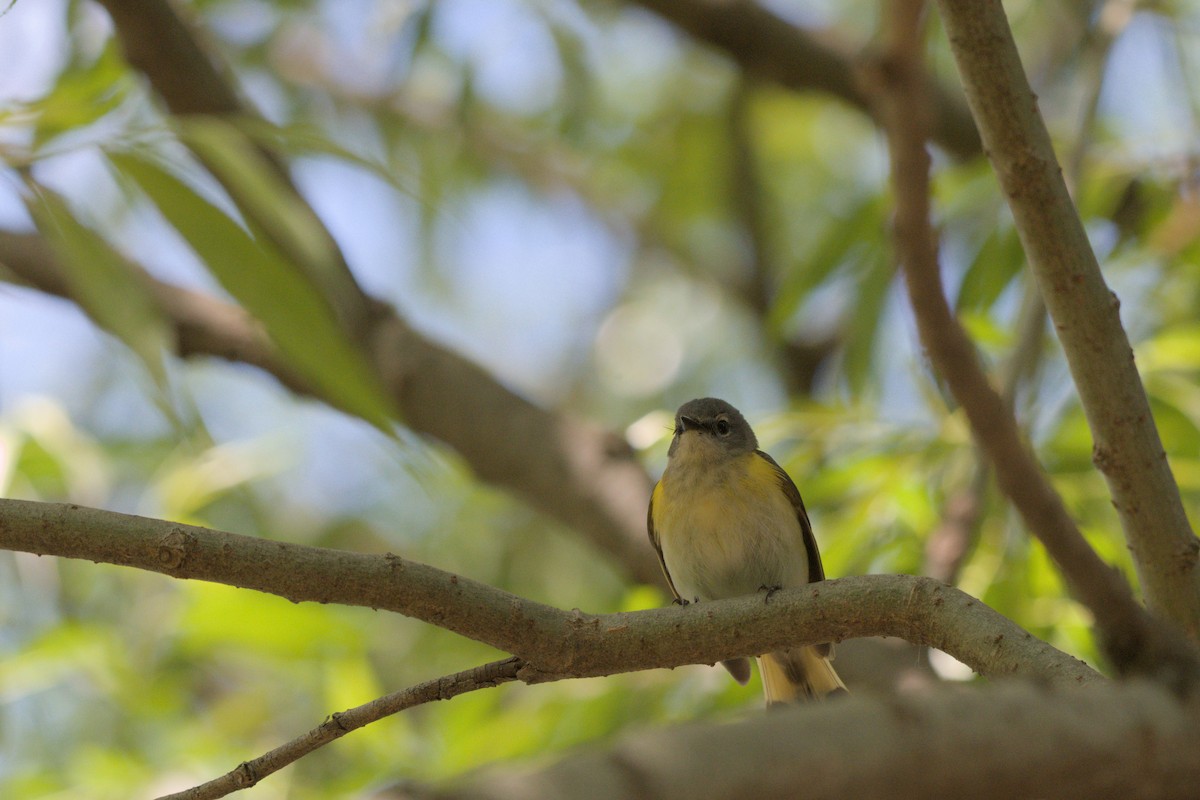 American Redstart - ML640151402