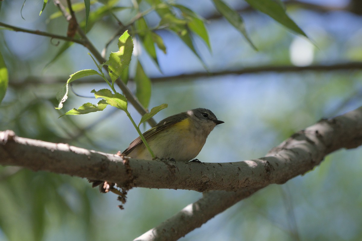 American Redstart - ML640151403