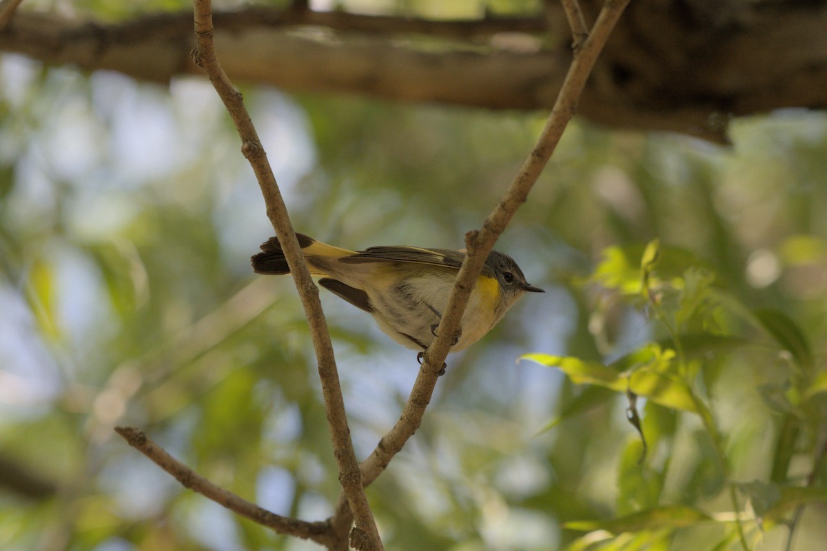 American Redstart - ML640151404