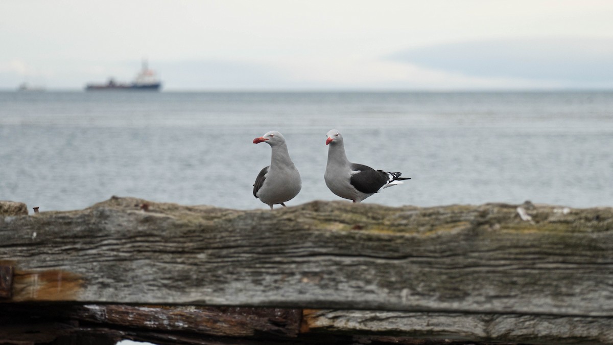 Dolphin Gull - ML640151464