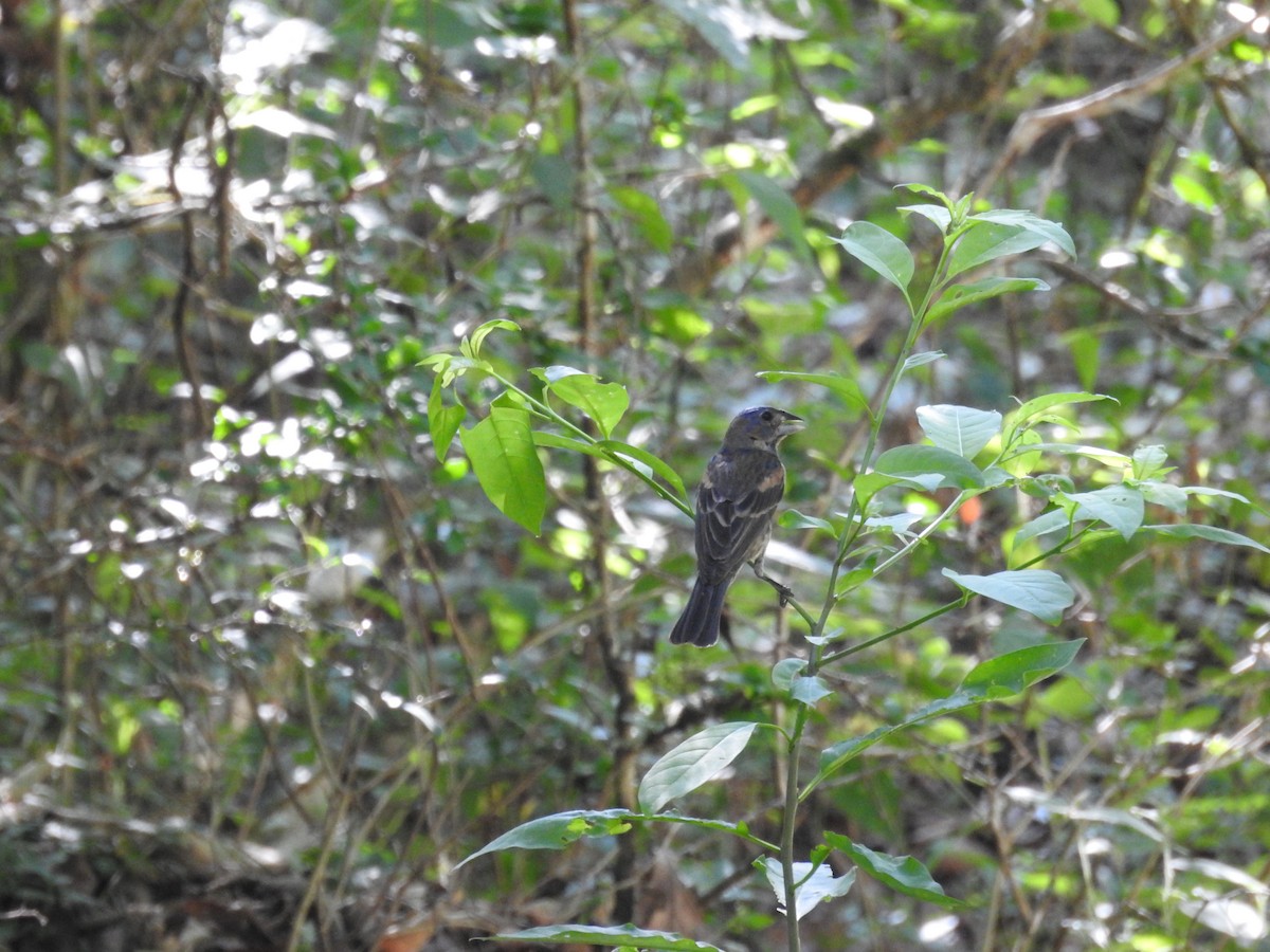 Скригнатка синя - ML640151466