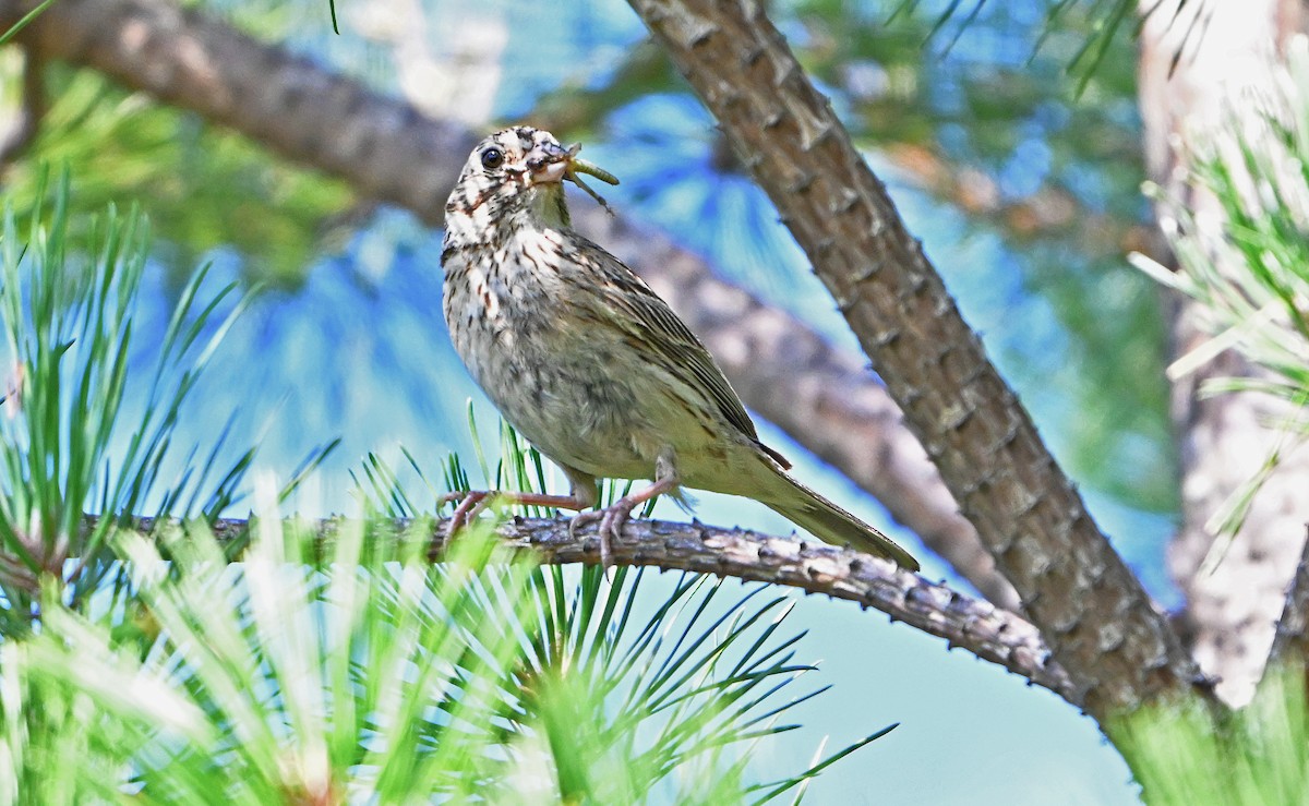 Vesper Sparrow - ML640151554