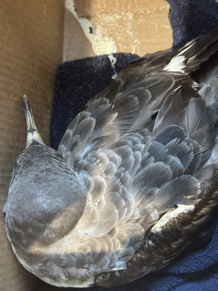 Cory's Shearwater - ML640151565