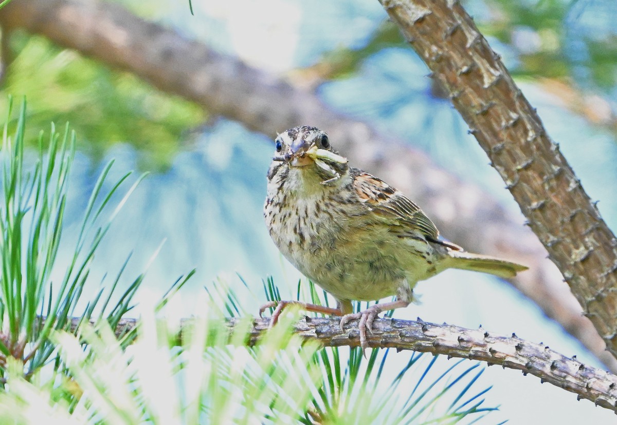Vesper Sparrow - ML640151571