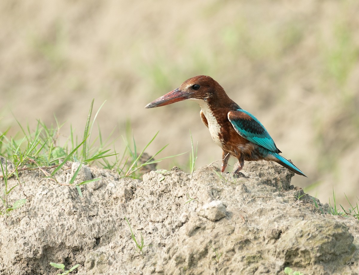 White-throated Kingfisher - ML640151577