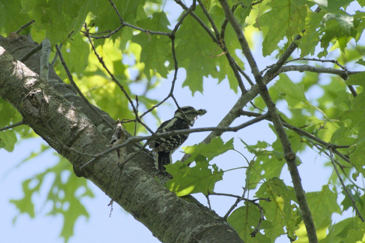 Downy Woodpecker - ML640151689