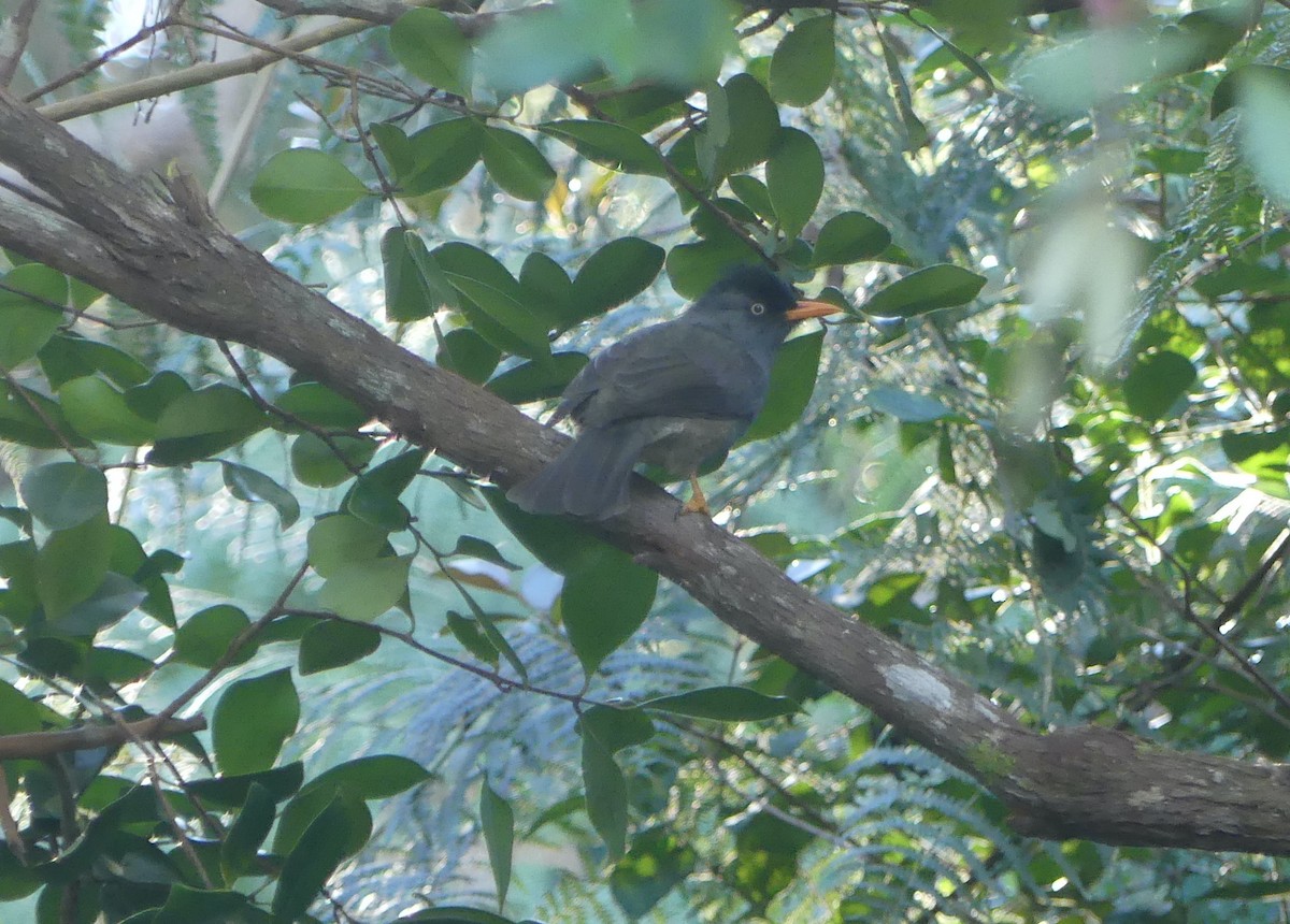 Reunion Bulbul - ML640151767