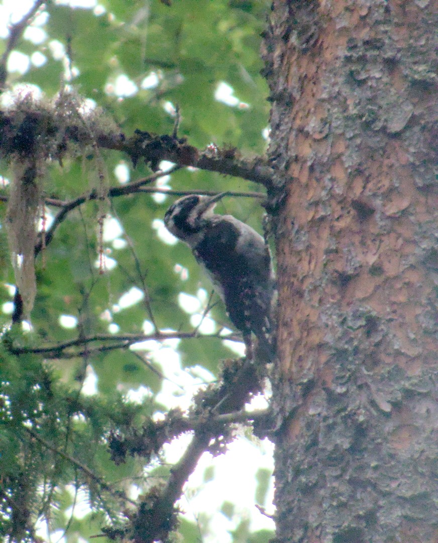 Eurasian Three-toed Woodpecker - ML640151789