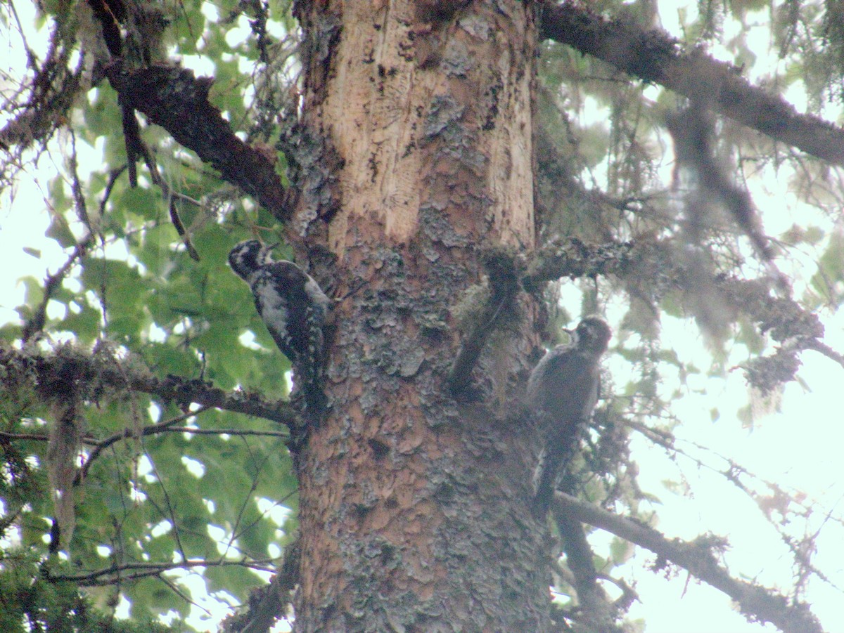 Eurasian Three-toed Woodpecker - ML640151790