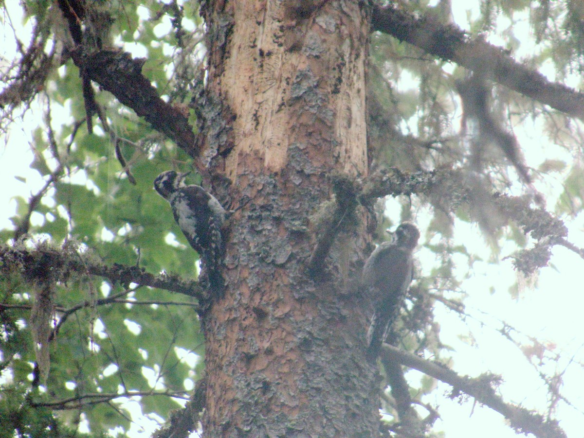 Eurasian Three-toed Woodpecker - ML640151792