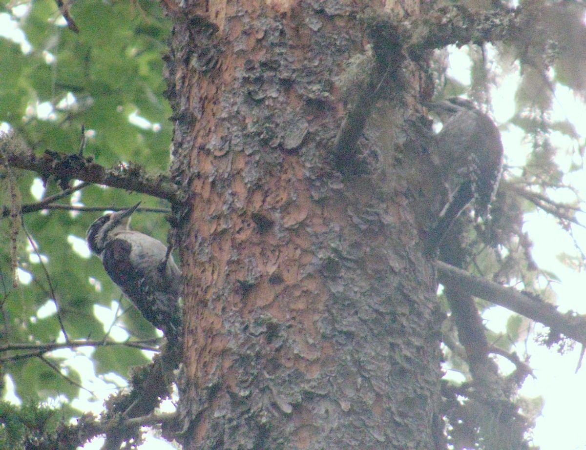 Eurasian Three-toed Woodpecker - ML640151793
