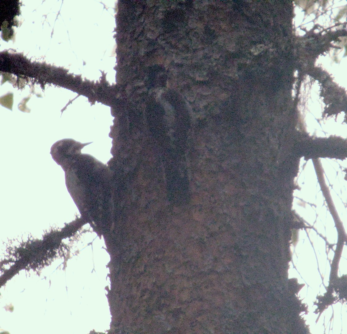 Eurasian Three-toed Woodpecker - ML640151794