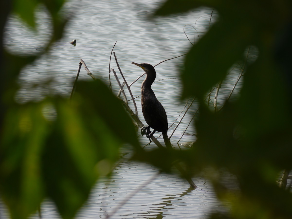Neotropic Cormorant - ML640151836