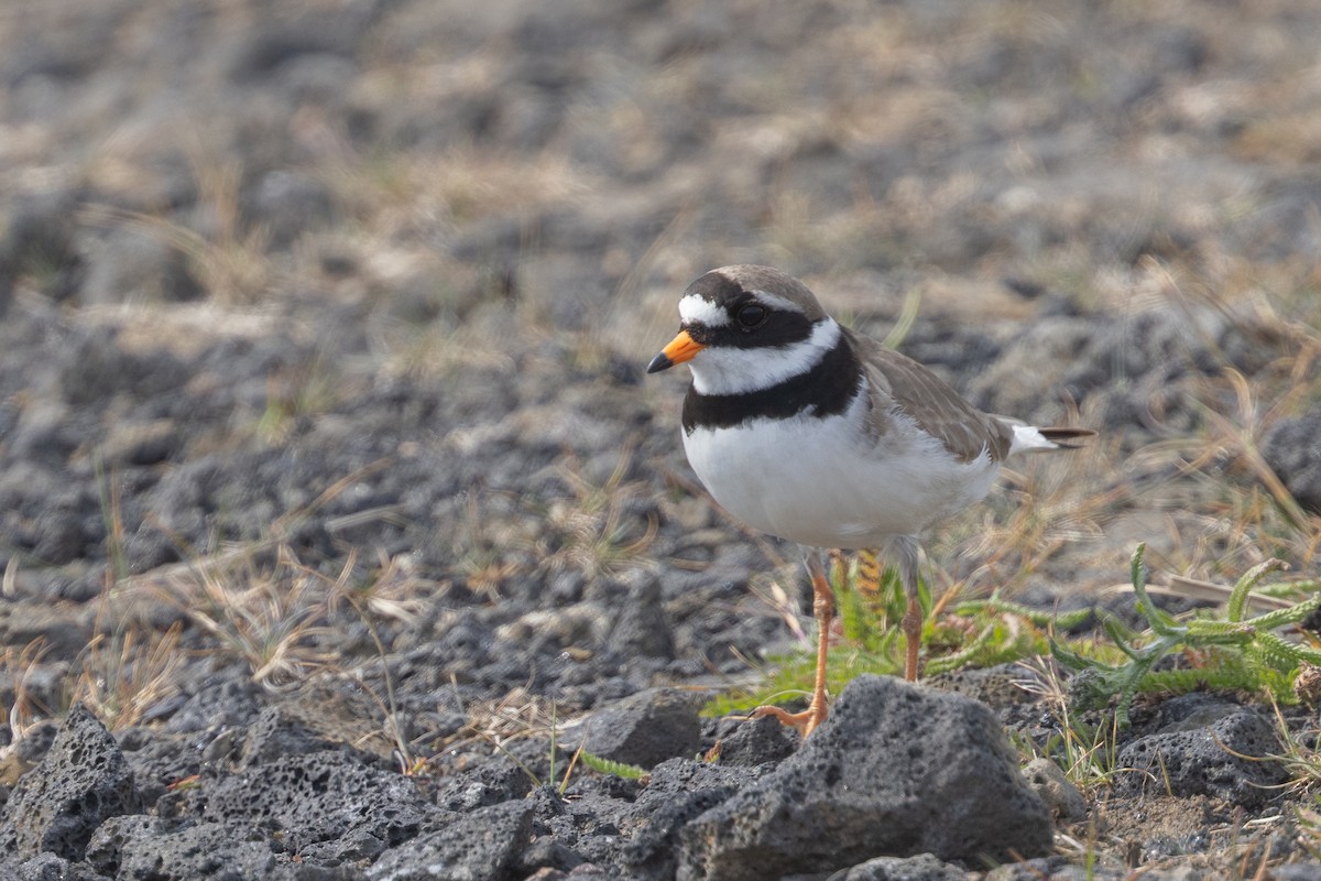 Common Ringed Plover - ML640151926
