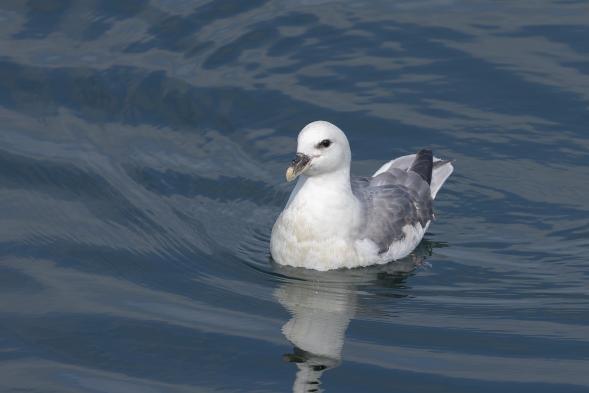 Northern Fulmar - ML640151931