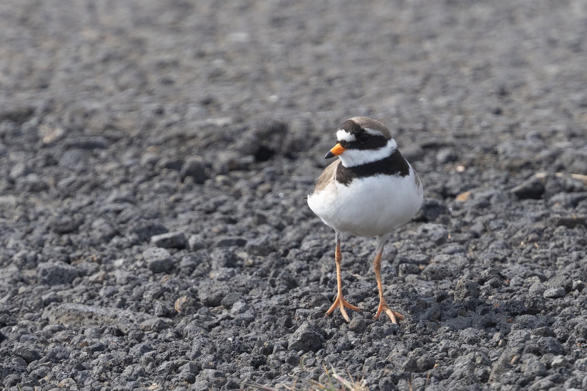 Common Ringed Plover - ML640151937