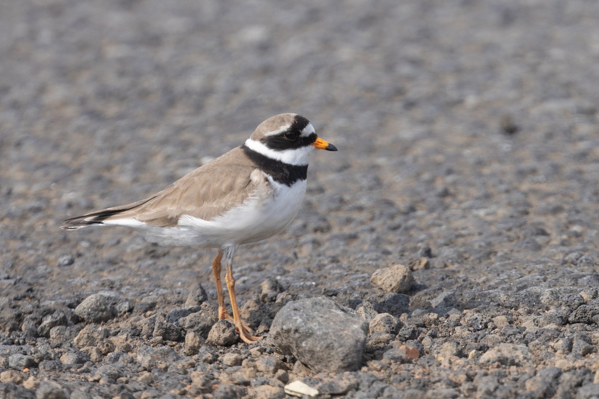 Common Ringed Plover - ML640151938