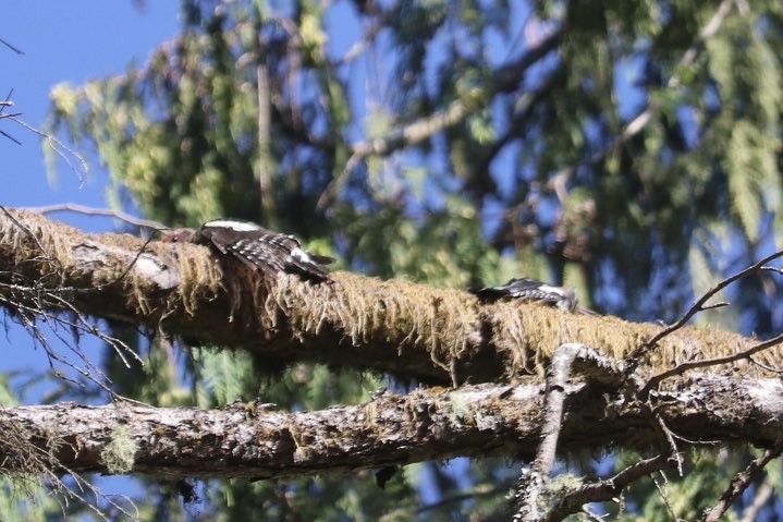Red-breasted Sapsucker - ML640151949