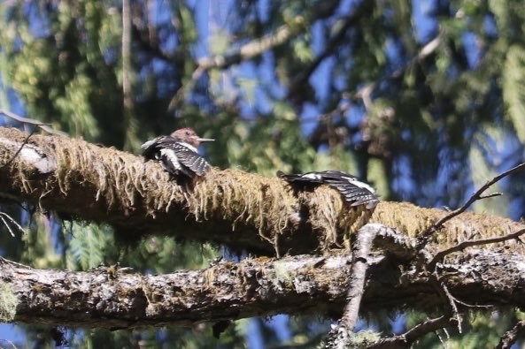 Red-breasted Sapsucker - ML640151950
